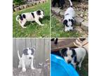 Adopt Archer a White - with Black Blue Heeler / Australian Cattle Dog / Mixed