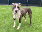Adopt HALLS a Gray/Blue/Silver/Salt & Pepper Pit Bull Terrier / Mixed dog in