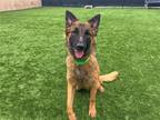 Adopt CARMIE a German Shepherd Dog / Mixed dog in Tustin, CA (41286207)
