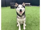 Adopt ROAM a Black Siberian Husky / Mixed dog in Tustin, CA (41317873)