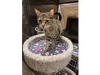 Adopt Stella a Brown Tabby Domestic Shorthair / Mixed (short coat) cat in