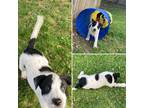 Adopt Teddy a White - with Black Blue Heeler / Australian Cattle Dog / Mixed dog