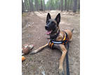 Adopt Chase a Tan/Yellow/Fawn Belgian Malinois / Mixed dog in Gwinn