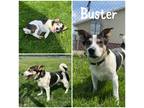 Adopt Buster a White Jack Russell Terrier / Mixed dog in Crawfordsville