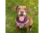 Adopt Nekoosa a Brown/Chocolate Mixed Breed (Large) / Mixed dog in Arlington