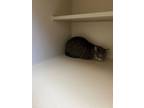 Adopt Guera a Gray or Blue Domestic Shorthair / Domestic Shorthair / Mixed cat