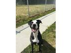 Adopt Wilma a Black Great Dane / American Pit Bull Terrier / Mixed dog in