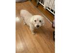 Adopt King a White - with Tan, Yellow or Fawn Bichon Frise / Mixed dog in Fresh