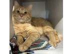 Adopt Artemis a Domestic Shorthair / Mixed cat in Sheboygan, WI (41226701)