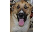 Adopt Hercules a Tan/Yellow/Fawn St. Bernard / Mixed Breed (Large) / Mixed dog