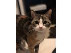 Adopt Khaleesi a Brown or Chocolate (Mostly) Domestic Shorthair / Mixed (short