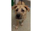 Adopt Jill* a Labrador Retriever / Mixed dog in Pomona, CA (41366502)
