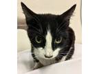 Adopt Gidget* a Domestic Shorthair / Mixed cat in Pomona, CA (41367473)