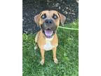 Adopt Sam a Tan/Yellow/Fawn Boxer / Mixed Breed (Medium) / Mixed (short coat)