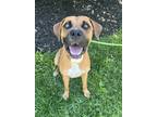 Adopt Sam a Tan/Yellow/Fawn American Pit Bull Terrier / Mixed dog in Knoxville