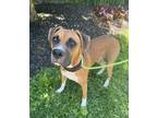 Adopt Mickleson a Brown/Chocolate Boxer / Hound (Unknown Type) / Mixed dog in