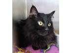 Adopt Zlatan a All Black Domestic Longhair / Domestic Shorthair / Mixed cat in
