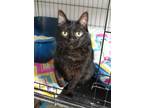 Adopt Tiki a All Black Domestic Shorthair / Domestic Shorthair / Mixed cat in