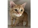 Adopt Melon a Orange or Red Domestic Shorthair / Domestic Shorthair / Mixed cat