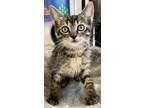 Adopt Alastor a Brown or Chocolate Domestic Shorthair / Domestic Shorthair /