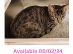 Adopt Cat Condo #9 a Domestic Shorthair / Mixed (short coat) cat in Greenville