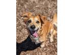 Adopt Banjo a Brown/Chocolate Terrier (Unknown Type, Small) / Mixed dog in