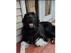 Adopt Oso a Black - with White Golden Retriever / Great Pyrenees / Mixed dog in