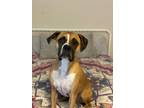 Adopt Rosie a Tan/Yellow/Fawn Boxer / American Pit Bull Terrier / Mixed dog in