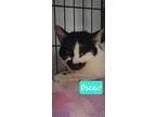 Adopt Oscar a Black & White or Tuxedo Domestic Shorthair / Mixed (short coat)