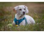 Adopt Anise a Beagle / Mixed dog in Hartville, WY (41350672)