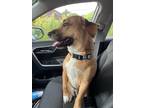 Adopt Nugget a Tan/Yellow/Fawn - with White Basset Hound / Black Mouth Cur /