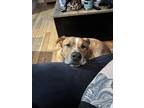Adopt Toast a Tan/Yellow/Fawn - with White German Shepherd Dog / American Pit