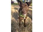 Adopt Keela a Brown/Chocolate - with White Labrador Retriever / Staffordshire