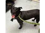 Adopt MAYA a Labrador Retriever / Mixed dog in Midwest City, OK (41367140)