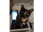 Adopt Brownie a Tortoiseshell Calico / Mixed (medium coat) cat in Toronto