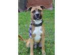 Adopt Marty - Adoptable a Shepherd (Unknown Type) / Mixed dog in Chickamauga