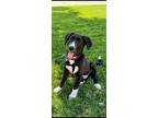 Adopt Rambo a Black - with White German Shepherd Dog / Great Dane / Mixed dog in