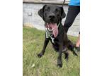 Adopt CHASE a Black Labrador Retriever / Mixed dog in Branford, CT (39496407)