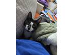 Adopt Queso a Black & White or Tuxedo Domestic Shorthair / Mixed (short coat)