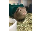 Adopt Kasha a Tan or Beige Guinea Pig / Guinea Pig / Mixed small animal in