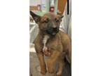 Adopt Camarie a Brown/Chocolate Shepherd (Unknown Type) / Mixed dog in Madera