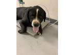 Adopt 55844300 a Black Mastiff / Mixed dog in Los Lunas, NM (41367082)