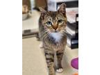 Adopt Iggy Pop a Brown or Chocolate Domestic Shorthair / Domestic Shorthair /