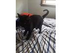 Adopt Leia a Black (Mostly) Domestic Shorthair / Mixed (short coat) cat in