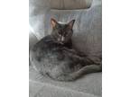Adopt Luke a Black (Mostly) American Shorthair / Mixed (short coat) cat in