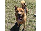 Adopt Puppers a Tan/Yellow/Fawn German Shepherd Dog / Mixed dog in Calgary