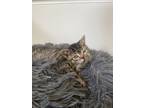 Adopt Bubbles a Domestic Shorthair / Mixed (short coat) cat in POMONA