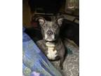 Adopt Lexie a Gray/Blue/Silver/Salt & Pepper American Pit Bull Terrier / Mixed