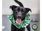 Adopt 24-05-1370 Austin a Labrador Retriever / Mixed dog in Dallas