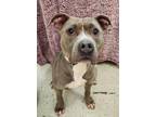 Adopt Sookie a Pit Bull Terrier / Mixed dog in Lexington, KY (41366953)